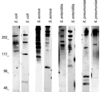 Figura 1. Padrões de IgA reativa contra antígenos de Staphylococcus aureus,  Klebsiella pneumoniae, Salmonella enteritidis e Escherichia coli em amostras  de colostro