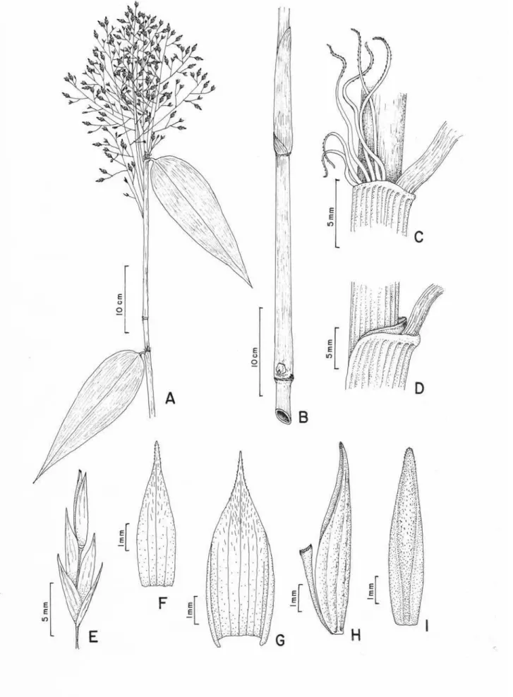 Figura 1. Aulonemia amplissima. A. Ramo florífero, B. Região mediana do colmo, C. Região ligular da folha de ramo,  com ênfase nas fímbrias e pseudopecíolo, D