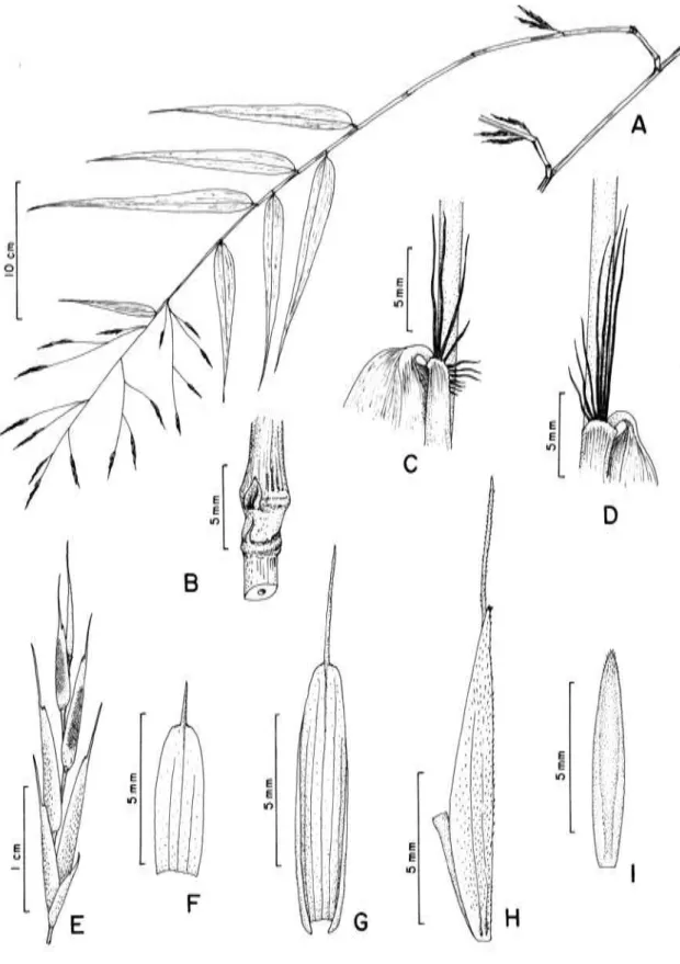 Figura 5.  Aulonemia aristulata.  A.  Ramo florífero, B. Região nodal, com anel supranodal conspícuo, C-D