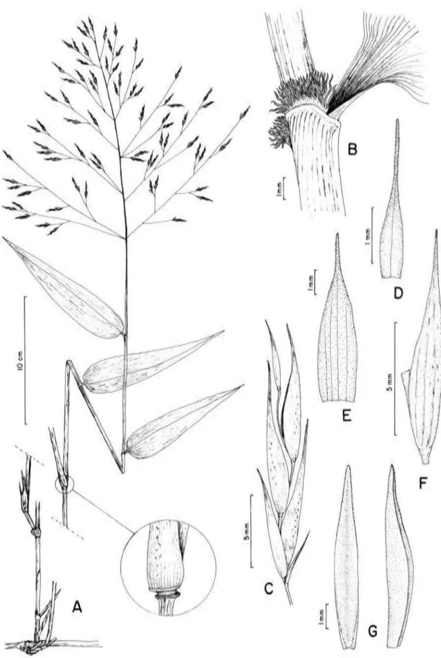 Figura 9.  Aulonemia cincta.  A.  Ramo florífero, com detalhe do anel corticoso na base  da bainha foliar, B