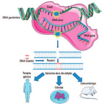 Figura 2. Sistema CRISPR Cas-9. A técnica envolve basicamente três  moléculas: uma nuclease (geralmente a Cas-9 tipo selvagem de Streptococcus  pyogenes), um RNA guia (conhecido como single guide RNA) e o alvo  (frequentemente o DNA)