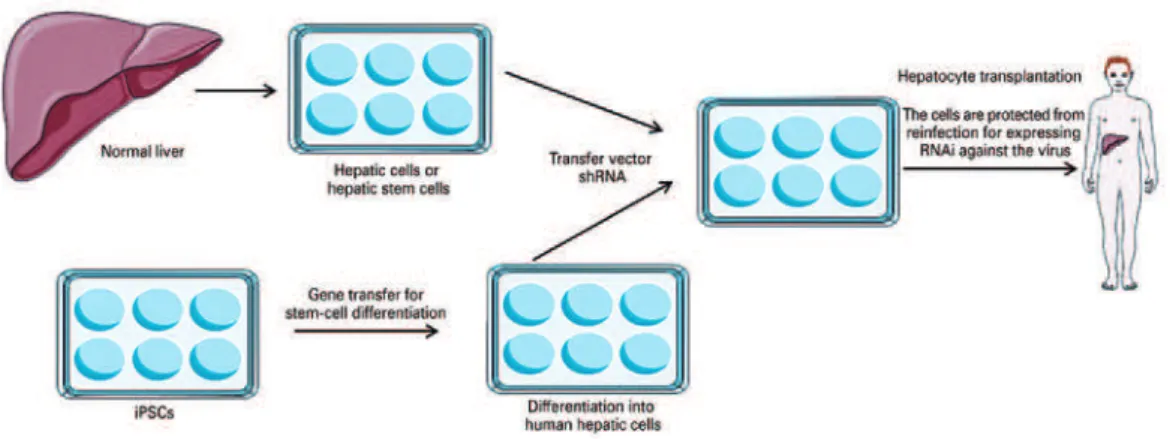 Figure 1. Combination of stem cells and gene therapy
