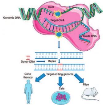 Figure 2. CRISPR Cas-9 system. The technique involves basically three  molecules: one nuclease (generally wild type Cas-9 of Streptococcus  pyogenes), an RNA guide (known as single guide RNA), and the target  (frequently the DNA)