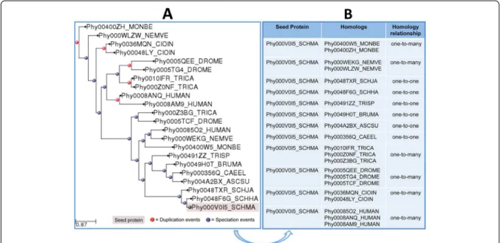 Figure 2 Homology relationships and evolutionary events inferred from the analysis of a S