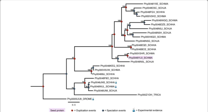 Figure 4 Phylogenetic relationships of schistosome lineage-specific duplicated tetraspanins