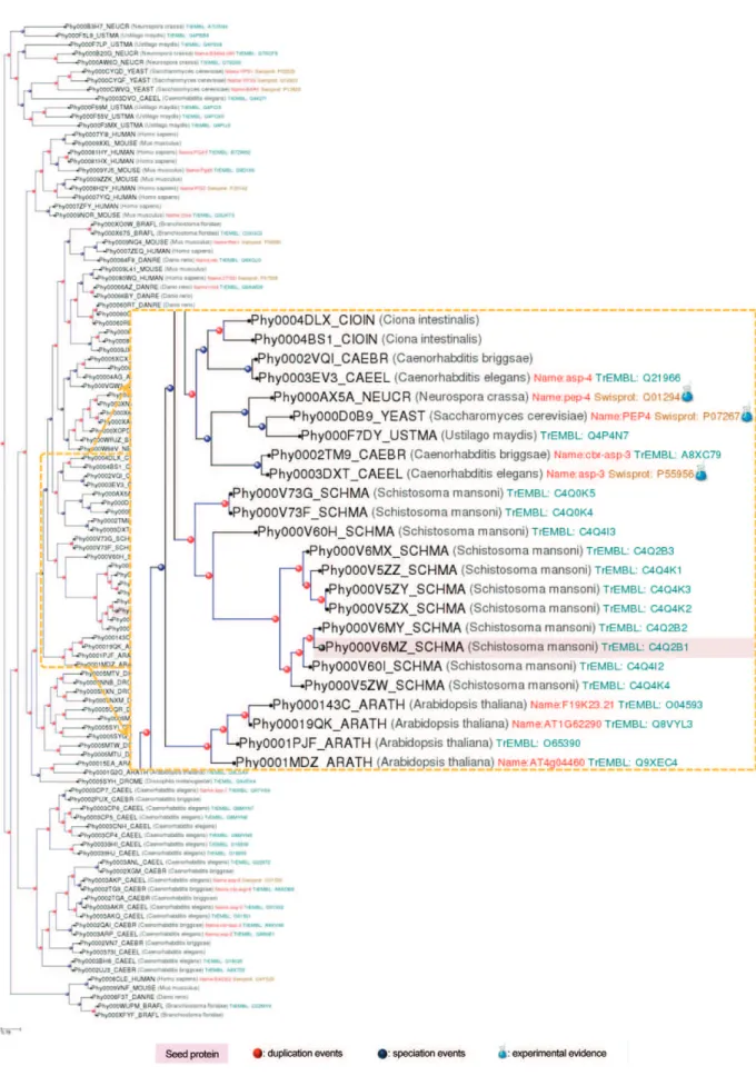 Fig. 6: phylogenetic relationships of the Schistosoma mansoni cathepsins D and their homologs in selected taxa