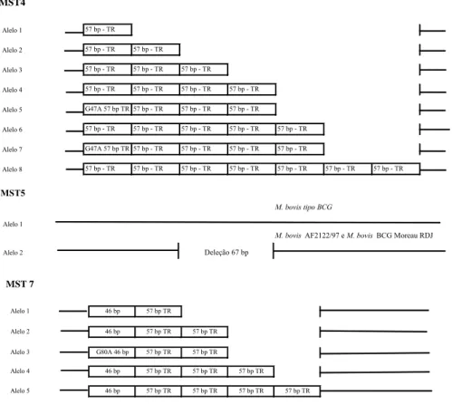 Tabela  4.  Identificação,  sequência  nucleotídica  e  posição  da  sequência  alvo  no  genoma  de  H37Rv dos iniciadores utilizados para a reação de PCR para detecção da RD Euro1