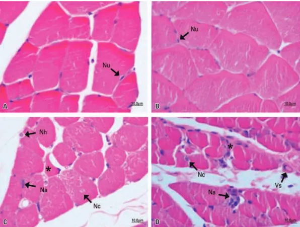 Figure 1. Photomicrographs of the tibialis anterior muscle of Wistar rats, transverse section, hematoxylin and eosin staining