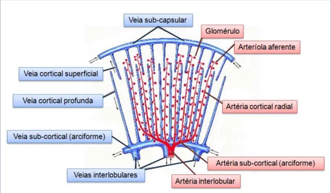 Fig.  1:  Imagem esquemática das veias e artérias corticais do rim felino (adaptado de  http://www.ucd.ie/vetanat/images/2.gif) 