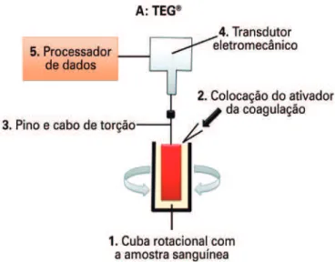 Figura 1. Princípio do funcionamento do TEG ®