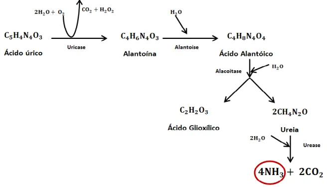 Figura 1.5- Degradação aeróbica do ácido úrico. Adaptação de Bachrach (1957), Volgels e Van Der  Drift (1976) e Carlile (1984)