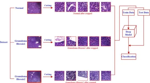 Figure 3 The pipeline of the proposed CNN based classification. 