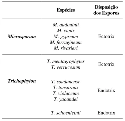 Tabela 4: Tipos de Invasão do cabelo e dimensões dos esporos em  função das espécies de fungos