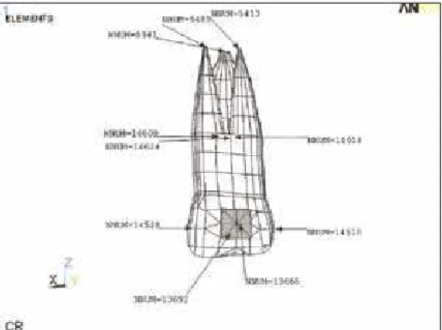 FIGURE 2 - Points analyzed after simulating force application to the first  permanent molar on each model.