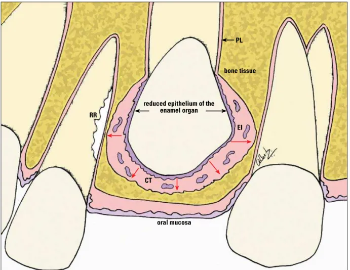 FIGURE 2 - Epithelial structures of the dental follicle—such as the reduced epithelium of the enamel organ and the epithelial islands/cords remnants of  the dental lamina (EI)—constantly release epidermal growth factor (EGF, red arrows) in the connective t