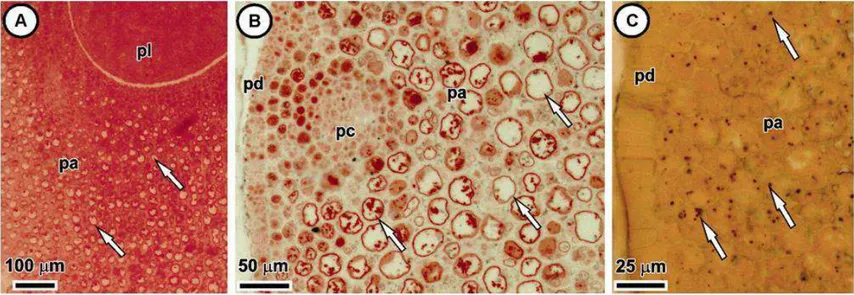 FIGURA  5  -  Secções  anatômicas  em sementes  de  Butia capitata com  opérculo.  Xilidine  Ponceau, coloração  vermelha indicativo  de proteína  (A  e  B),  lugol, 