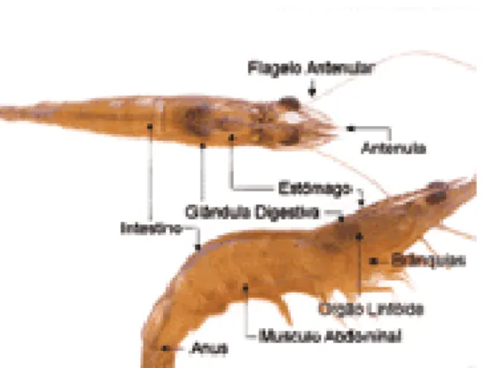 Figura 4. Estrutura anatômica do camarão.  A  carcinicultura  desperta  interesse  na  comunidade  científica,  tendo  em  vista  os  aspectos  sanitários  das  criações  de  camarões e sua importância para o objetivo  principal da atividade, o econômico