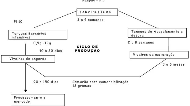 Figura 6. Ciclo de Produção do Camarão no Estado do Rio Grande do Norte  O processo produtivo do camarão no Estado 