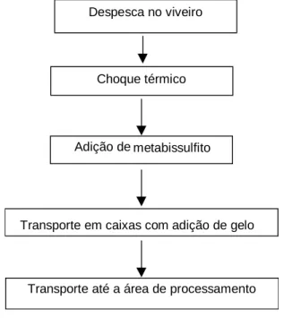 Figura 14. Seqüência de passos utilizados na engorda do camarão no sistema de produção do  Estado do RN em 2003 