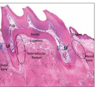FIGURE 2 - By observing the cross-section of a murine first molar one  can  compare  the  similarities  between  this  murine  tooth  and  a  human  molar  and  its  reactions  with  greater  histomorphometric  accuracy—in  the face of light forces (small 