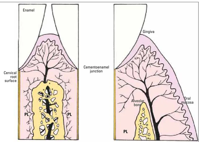 FIGURE 2 - During orthodontic movement blood supply to the periodontal ligament may be reduced or eliminated without compromising gingival blood  supply, especially in the connective attachment region