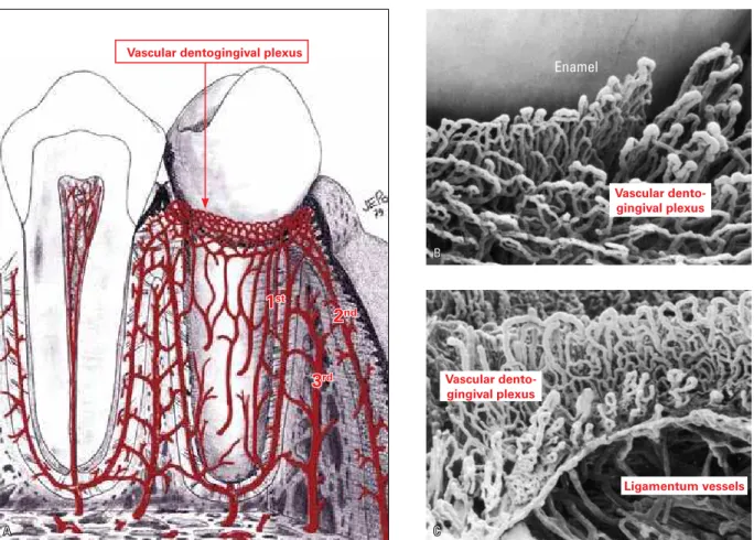 FIGURE 3 -  A ) The lace-shaped or net-shaped dentogingival plexus consists of vessels originating from the periodontium (1 st ), mucosa (2 nd ) and bone (3 rd )  (scheme introduced by Lascala and Moussalli 5 )