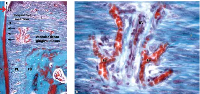 FIGURE 4 - Net-shaped dentogingival plexus in the cervical dental region of monkeys, more specifically at the site of the cementoenamel junction (larger  arrow)