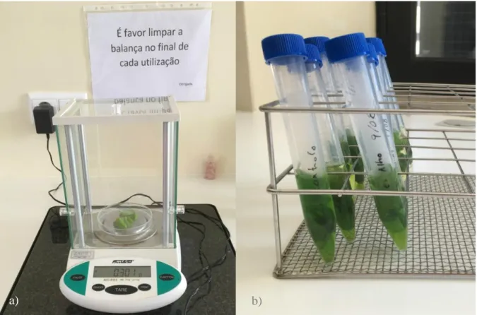 Figure  7  Chlorophyll  extraction  process.  a)  Weighing  leaves  for  chlorophyll  extraction;  b)  Falcon  tubes  with  leaves immersed in methanol
