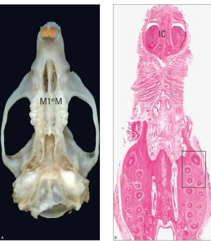 FIGURE 1 - Murine skull where molars and incisors (IC) are seen, particularly maxillary first molar (M1 st M) after movement by appliance designed by Heller  and Nanda