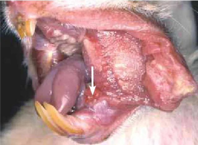 FIGURA 1 - Margem lateral da língua e soalho da boca normais de ha- ha-mster sírio dourado.