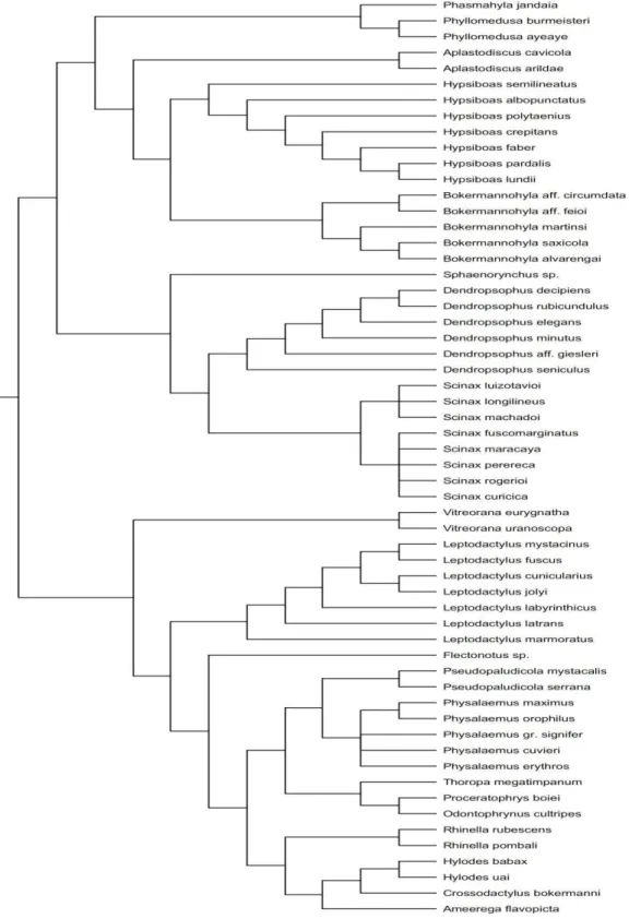 Figura 3. Relações filogenéticas entre as espécies de anuros incluídas no estudo, baseadas nas propostas de  Faivovich et al
