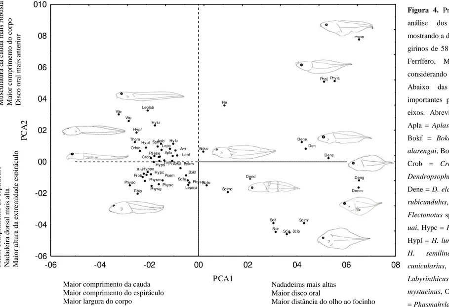 Figura  4.  Projeção  dos  dois  primeiros  eixos  da  análise  dos  componentes  principais  (PCA),  mostrando a distribuição no espaço morfológico dos  girinos  de  58  espécies  de  anfíbios  do  Quadrilátero  Ferrífero,  Minas  Gerais,  sudeste  do  Br