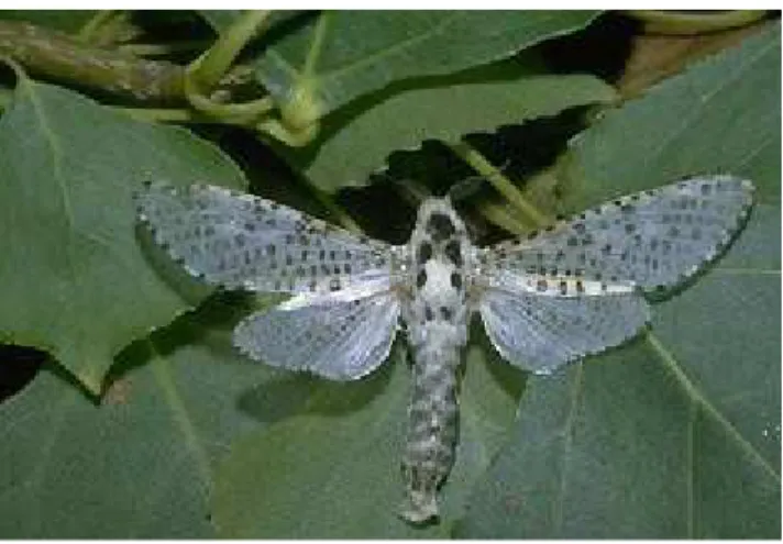 Figura 18 - Lepidóptero da Zeuzera pyrina (fase adulta) 