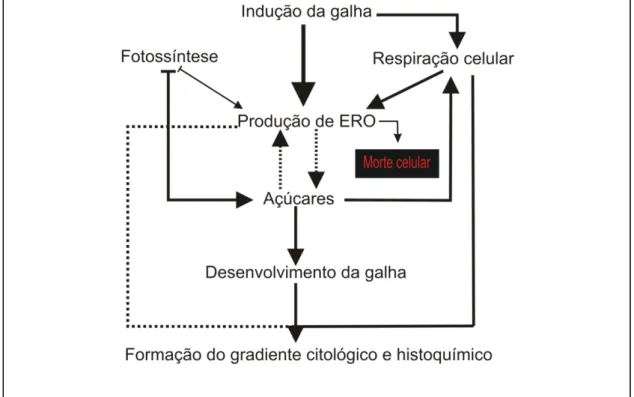 Figura 3. Posição central dos açúcares e ERRO em relação ao processo de formação de  gradiente citológico e histoquímico em galhas