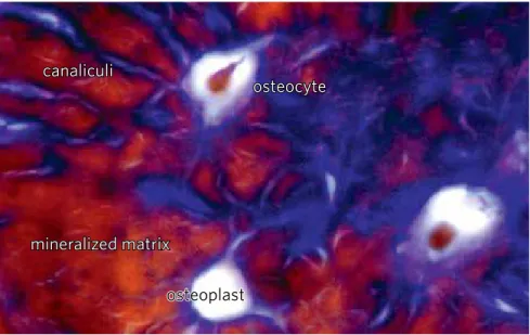 Figure 2 - The osteocytes have many cytoplasmatic prolongations, which intercommunicate with the  mineralized matrix with other 20 to 40-50 cells and they detect minimal structural deformations and act  as mechanotransducers