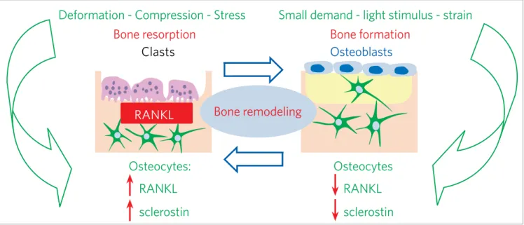 Figure 3 - The osteocytes detect shape and volume changes to increase or decrease the liberation of mediators involved in bone resorption or for- for-mation