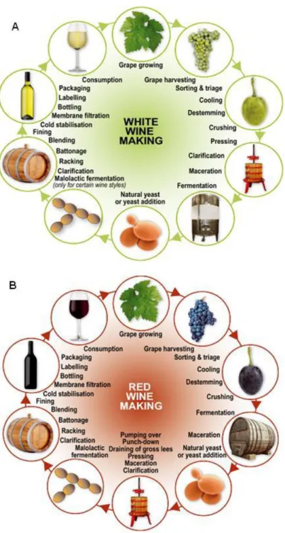 Fig.  1:  Main  steps  of  the  white  wine  (A)  and  red  wine  (B)  production  processes  (withdrawn  from Jolly et al