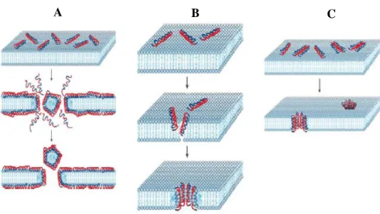Fig.  4:  Membrane-active  AMPs  mechanism  of  action  models:  (A)  carpet  model;  (B)  toroidal  pore model; (C) barrel-stave model