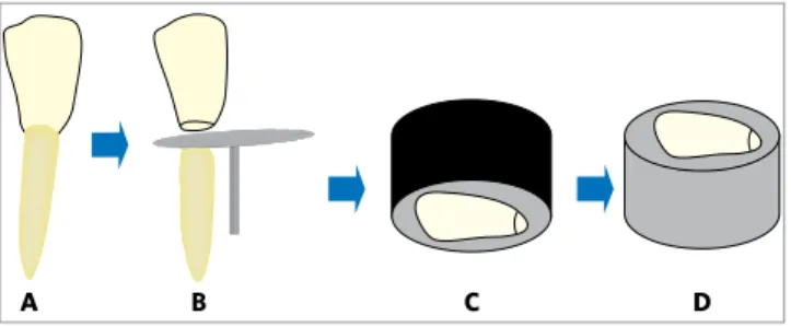 Figure 1 - Schematic representation of storage of 120 bovine incisors  (A); roots separated from crowns using double-faced diamond disc  (B)