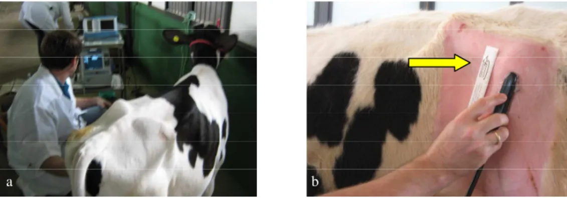 Figura  3:  Avaliação  ultra-sonográfica:  a)  realização  do  exame  ultra-sonográfico  mostrando 