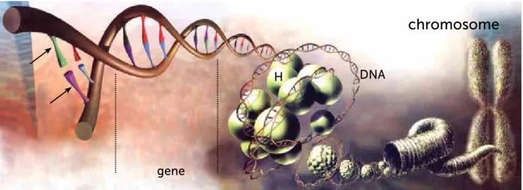 Figure 2 - The 46 chromosomes of each human cell contain 25 thousand genes. Each segment of DNA that represents a piece of information is named  gene, with its nitrogenous base (arrows)