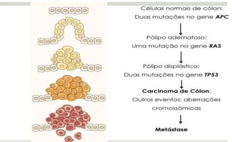 Figura 3: Alterações genéticas no decorrer da progressão de câncer colorretal. (Adaptado 58)