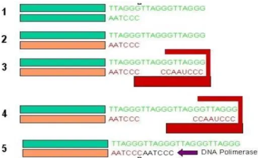 Figura 4: Representação esquemática da expressão da telomerase (Adaptado 27). 