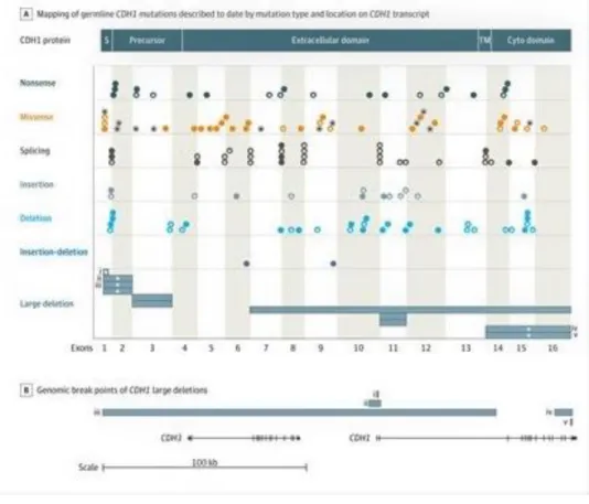 Figure 4 – Mapping of germline CDH1 mutations. Plots of the mutations according to exon location