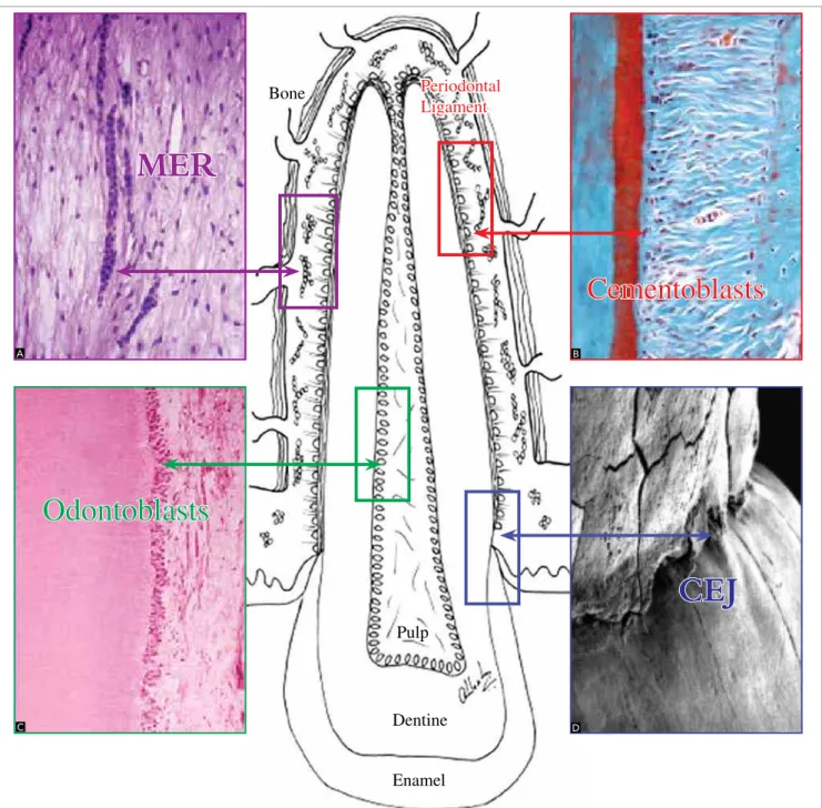Figure 1 - The four tooth protective structures against resorption: Malassez epithelial rests, (MER), cementoblast cells, odontoblast cells and cementoenamel junc- junc-tion (CEJ)