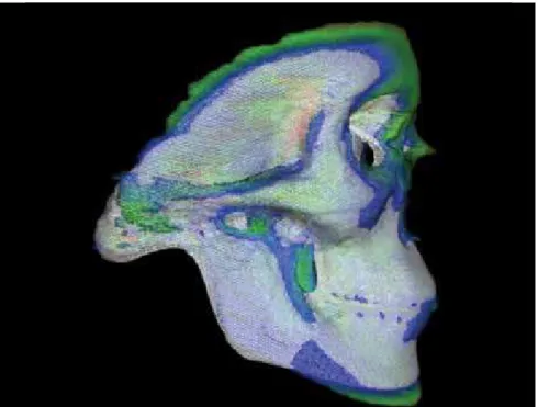Figure 8 - A colorized Displacement Map: This  is a superimposition of a 67 skull average  func-tion vs