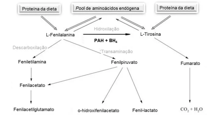 Figura  I.1  -  Esquema  representativo  do  metabolismo  da  fenilalanina  (L-Phe).  A  L-Phe  presente  no  organismo  humano  é  maioritariamente proveniente da ingestão dietética