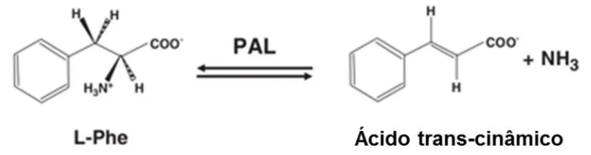 Figura I.6. Reação catalisada pela fenilalanina amónia liase (PAL). Esta enzima ao degradar a L-Phe dá origem a ácido trans- trans-cinâmico e amónia (72)