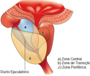 Figura 1 - Anatomia da Próstata. [Adaptado de (11)] 