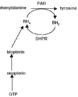 Figura 1: Via de hidroxilação da fenilalanina (HEDRIKSZ &amp; WALTER, 2004). 